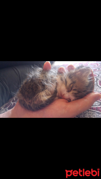 Tekir Kedi, Kedi  Cömcöm fotoğrafı