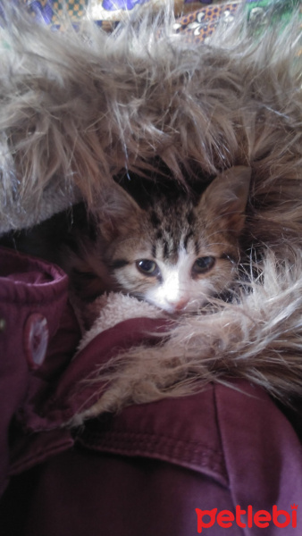 Tekir Kedi, Kedi  Cömcöm fotoğrafı