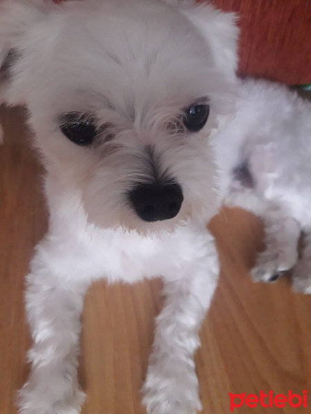 Maltese, Köpek  Çakıl fotoğrafı