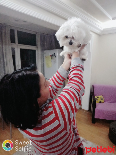 Maltese, Köpek  Çakıl fotoğrafı