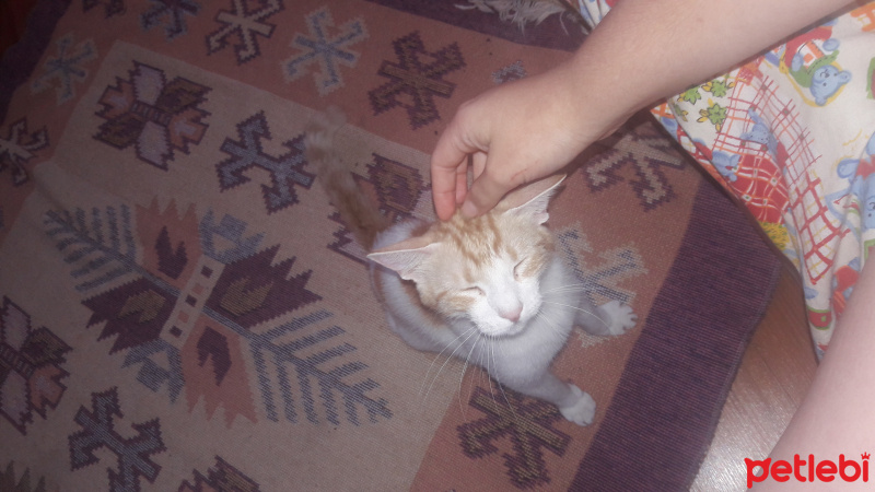 Tekir Kedi, Kedi  karen fotoğrafı