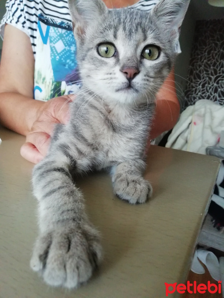 Tekir Kedi, Kedi  Gripek fotoğrafı
