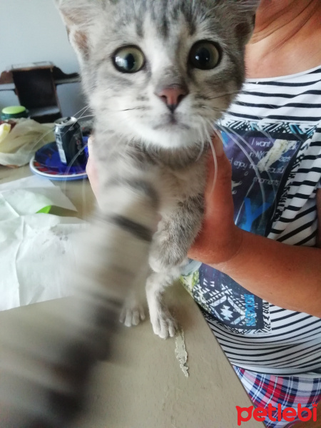 Tekir Kedi, Kedi  Gripek fotoğrafı