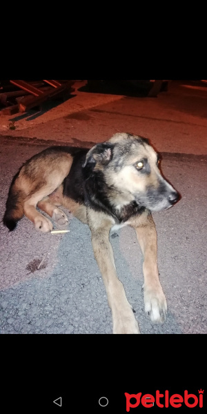 Sokö (Sokak Köpeği), Köpek  Karabaş fotoğrafı