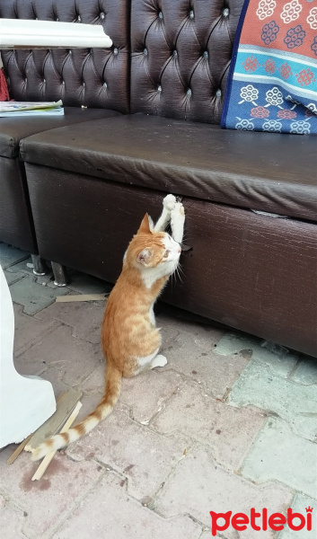 Soke, Kedi  Boncuk fotoğrafı