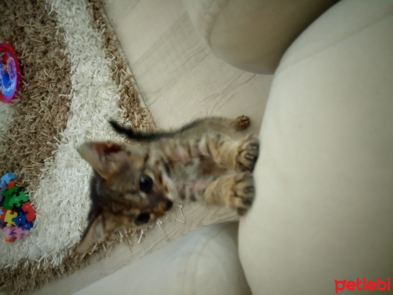 Tekir Kedi, Kedi  Minnoş fotoğrafı