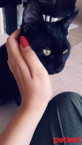 Tekir Kedi, Kedi  ŞERMİN fotoğrafı