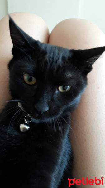 Tekir Kedi, Kedi  ŞERMİN fotoğrafı