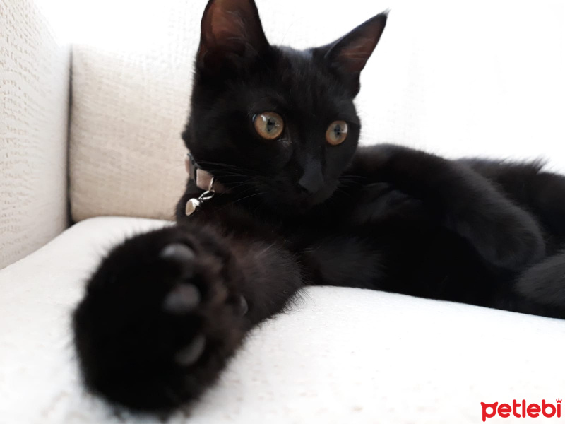 Tekir Kedi, Kedi  ŞERMİN fotoğrafı
