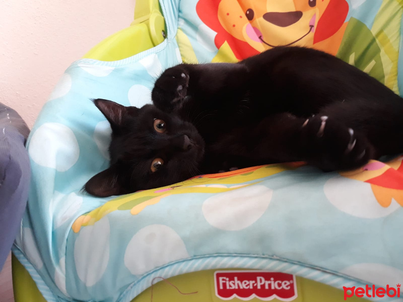 Tekir Kedi, Kedi  ŞERMİN fotoğrafı