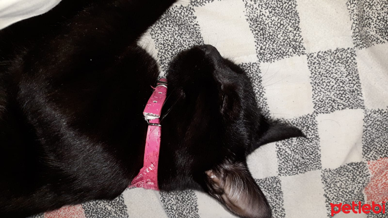 Tekir Kedi, Kedi  ŞERMİN fotoğrafı