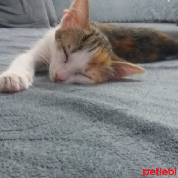 Tekir Kedi, Kedi  Şapşik fotoğrafı