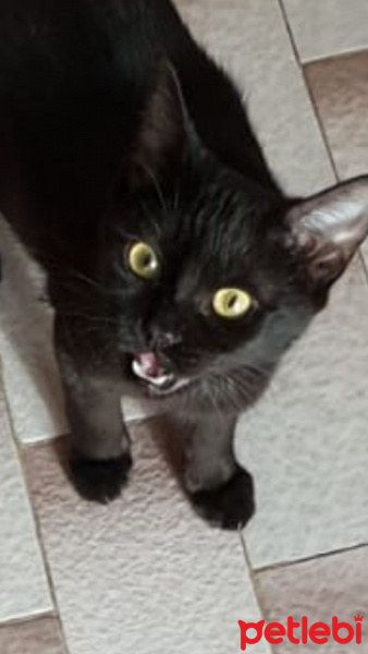 Soke, Kedi  Miu fotoğrafı
