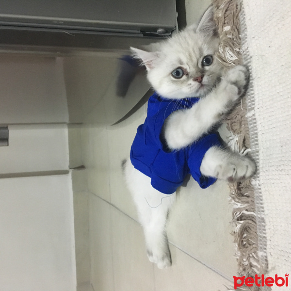 British Shorthair, Kedi  Lokum fotoğrafı