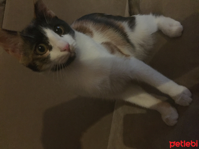 Ankara Kedisi, Kedi  pati fotoğrafı
