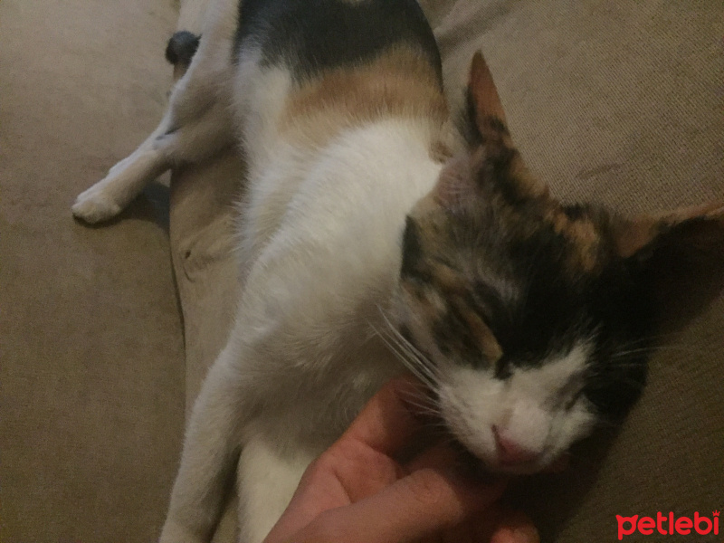 Ankara Kedisi, Kedi  pati fotoğrafı