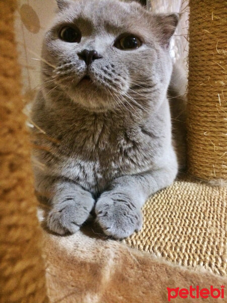 Scottish Fold, Kedi  S U F L E  fotoğrafı