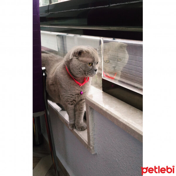 Scottish Fold, Kedi  S U F L E  fotoğrafı