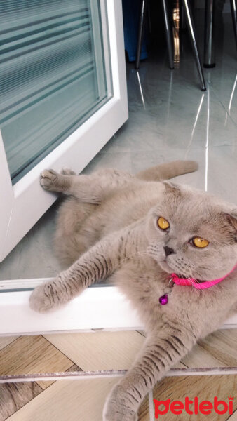 Scottish Fold, Kedi  S U F L E  fotoğrafı