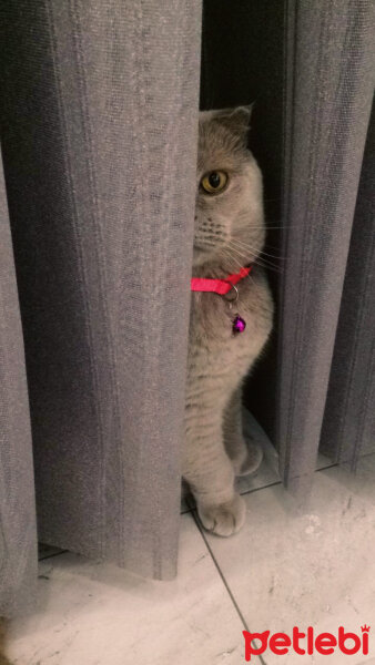 Scottish Fold, Kedi  S U F L E  fotoğrafı