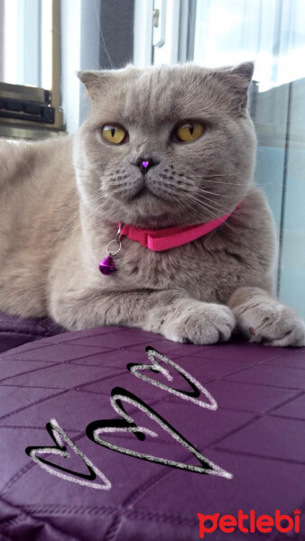 Scottish Fold, Kedi  S U F L E  fotoğrafı