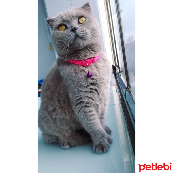 Scottish Fold, Kedi  S U F L E  fotoğrafı