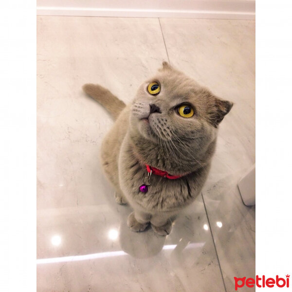 Scottish Fold, Kedi  S U F L E  fotoğrafı