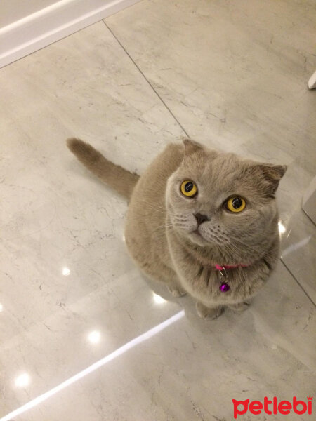 Scottish Fold, Kedi  S U F L E  fotoğrafı