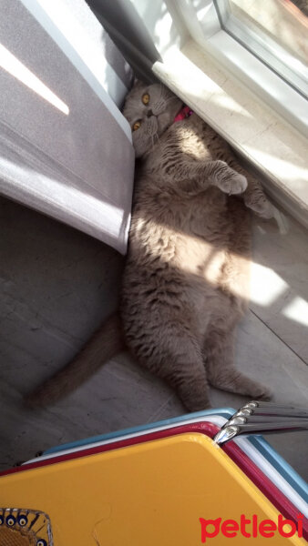 Scottish Fold, Kedi  S U F L E  fotoğrafı