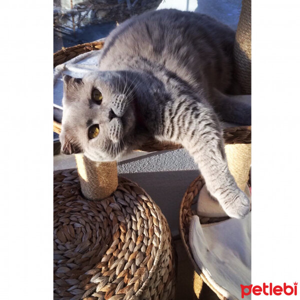 Scottish Fold, Kedi  S U F L E  fotoğrafı