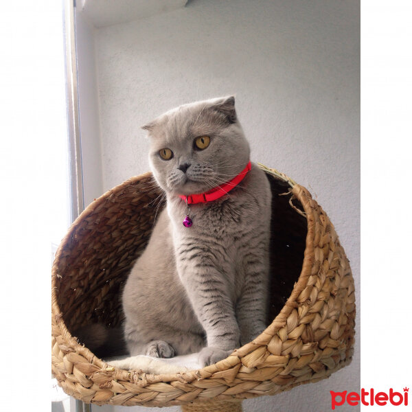 Scottish Fold, Kedi  S U F L E  fotoğrafı