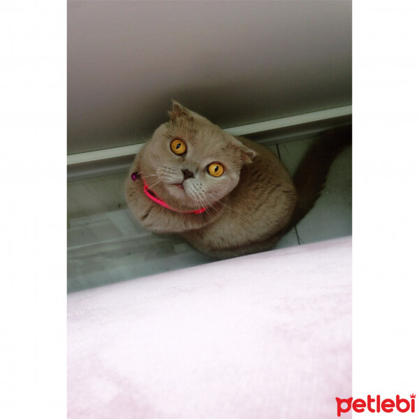 Scottish Fold, Kedi  S U F L E  fotoğrafı