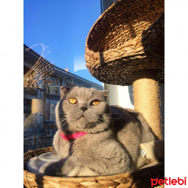 Scottish Fold, Kedi  S U F L E  fotoğrafı