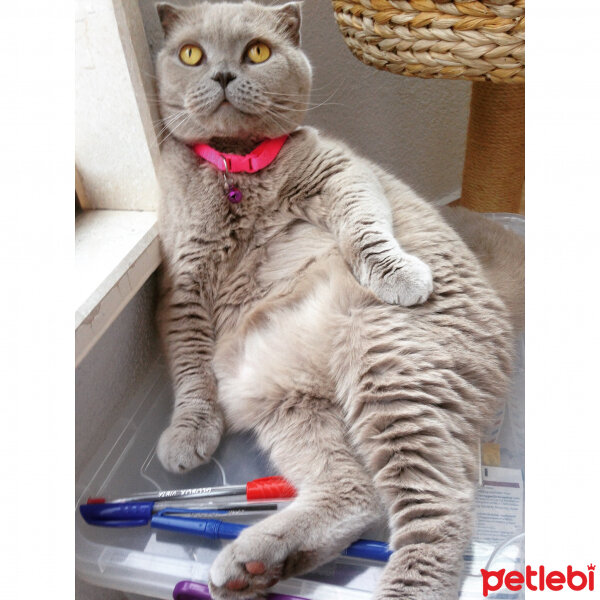 Scottish Fold, Kedi  S U F L E  fotoğrafı