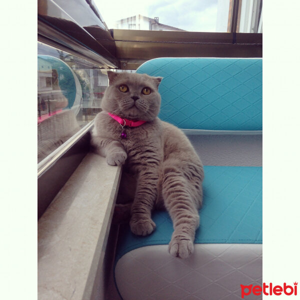 Scottish Fold, Kedi  S U F L E  fotoğrafı