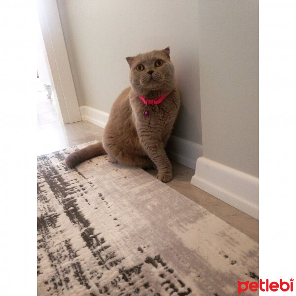 Scottish Fold, Kedi  S U F L E  fotoğrafı