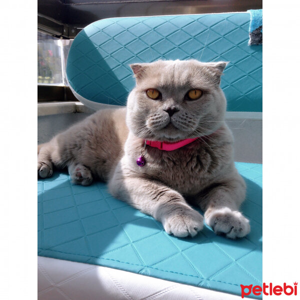 Scottish Fold, Kedi  S U F L E  fotoğrafı