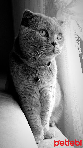 Scottish Fold, Kedi  S U F L E  fotoğrafı