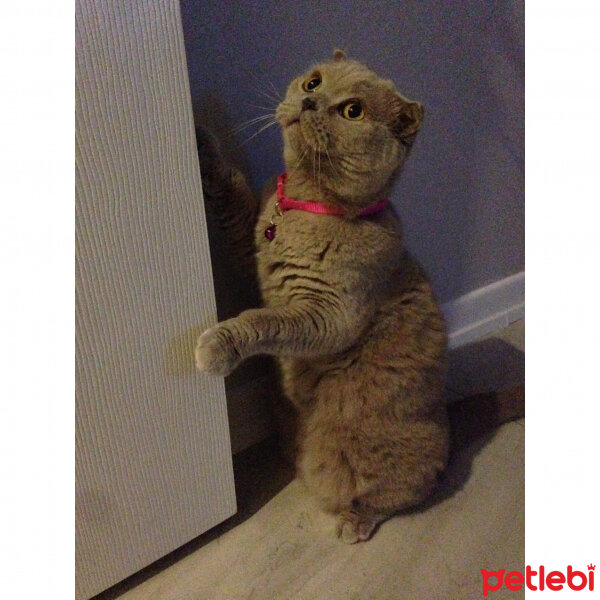 Scottish Fold, Kedi  S U F L E  fotoğrafı