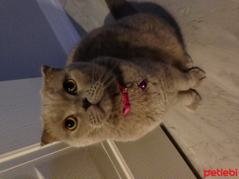 Scottish Fold, Kedi  S U F L E  fotoğrafı