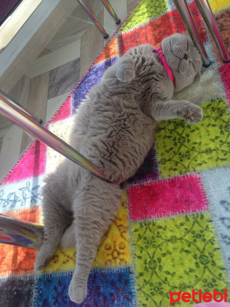 Scottish Fold, Kedi  S U F L E  fotoğrafı