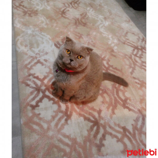 Scottish Fold, Kedi  S U F L E  fotoğrafı