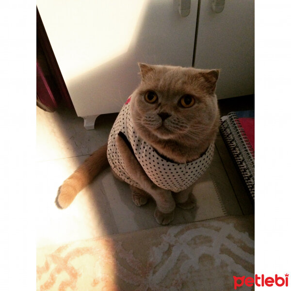 Scottish Fold, Kedi  S U F L E  fotoğrafı