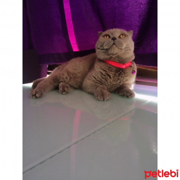 Scottish Fold, Kedi  S U F L E  fotoğrafı