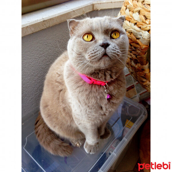 Scottish Fold, Kedi  S U F L E  fotoğrafı