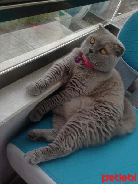 Scottish Fold, Kedi  S U F L E  fotoğrafı