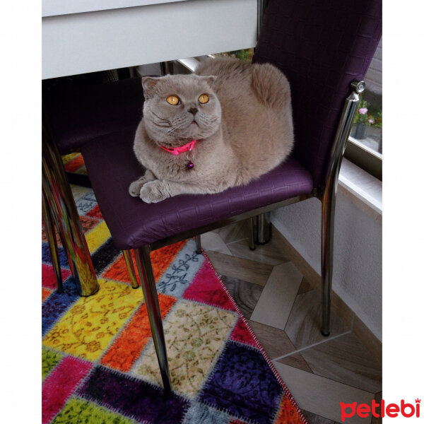 Scottish Fold, Kedi  S U F L E  fotoğrafı