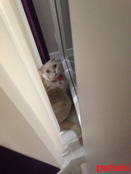 Scottish Fold, Kedi  S U F L E  fotoğrafı