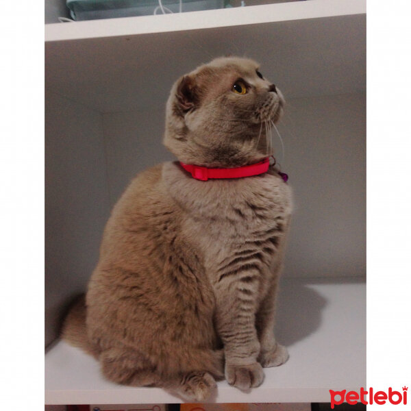 Scottish Fold, Kedi  S U F L E  fotoğrafı