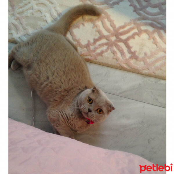 Scottish Fold, Kedi  S U F L E  fotoğrafı